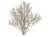 m_cotoneaster_integerriums